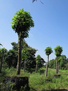 园林苗木种植基地