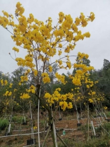 黄花风铃木