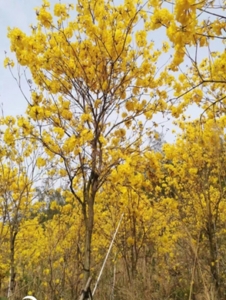 多花黄花风铃木